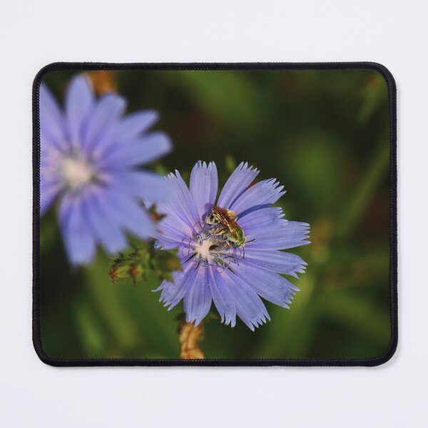 Item preview, Chicory Harvest | Nature designed and sold by RedHandedOD.