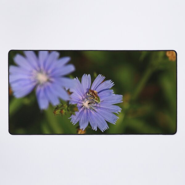 Item preview, Chicory Harvest | Nature designed and sold by RedHandedOD.