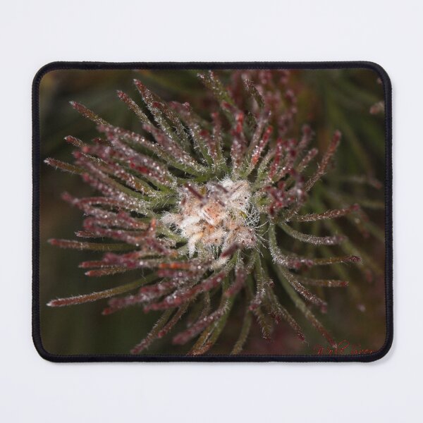 Item preview, "Small" Impressions 2022 (34) designed and sold by Wolf Sverak Photography.