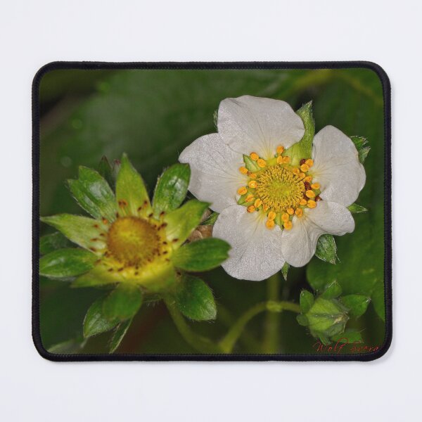 Item preview, "Small" Impressions 2022 (32) designed and sold by Wolf Sverak Photography.