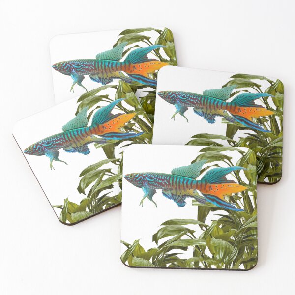 Item preview, Gularis and Cryptocoryne moehlmannii designed and sold by killies.