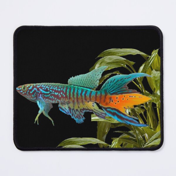 Item preview, Gularis and Cryptocoryne moehlmannii designed and sold by killies.