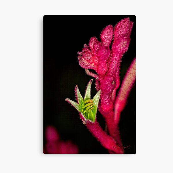 Item preview, "Small" Impressions 2022 (13) designed and sold by Wolf Sverak Photography.