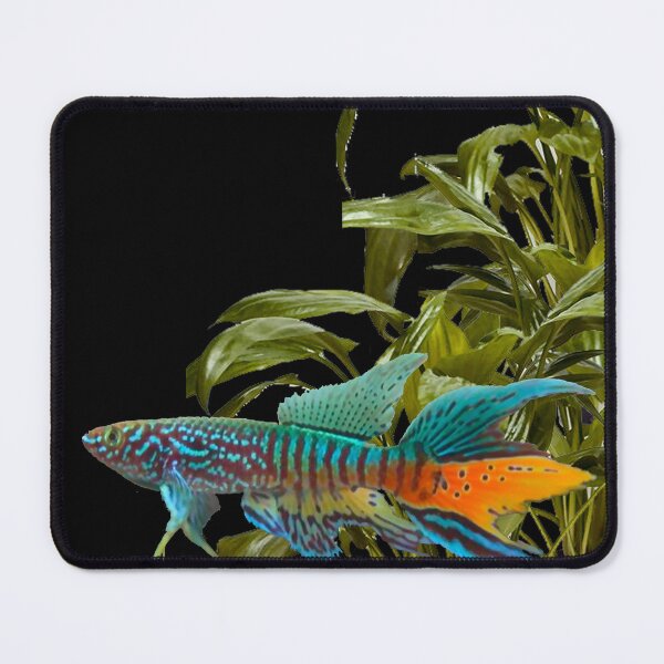 Item preview, Gularis and Cryptocoryne moehlmannii designed and sold by killies.