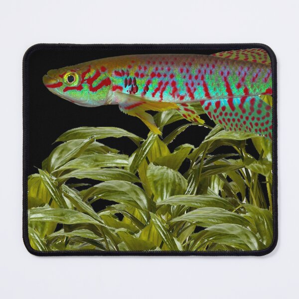 Item preview, Kunzi and Cryptocoryne moehlmannii designed and sold by killies.