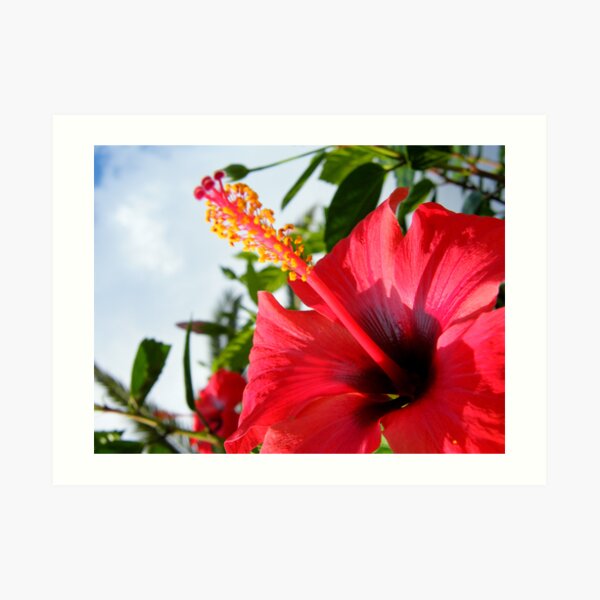 Scarlet Hibiscus Art Print