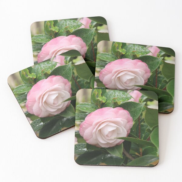 Item preview, Pale Pink Camellia Flower designed and sold by Honey Myrtle Studio.