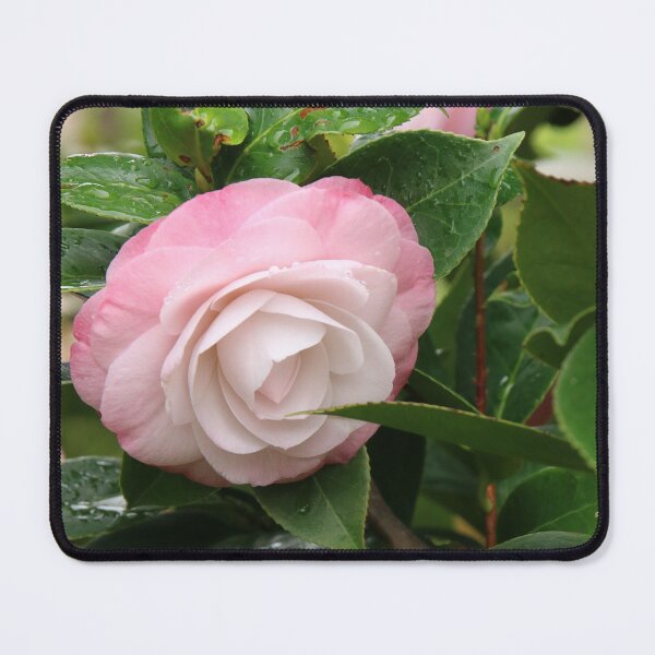 Item preview, Pale Pink Camellia Flower designed and sold by Honey Myrtle Studio.
