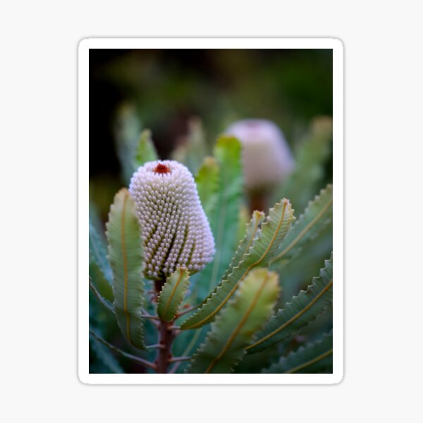 Banksia prionotes #2 Sticker