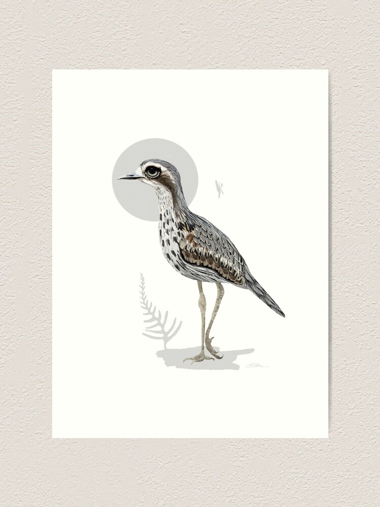 Australian cheapest Birds Bush-stone Curlew Giclee Art Print