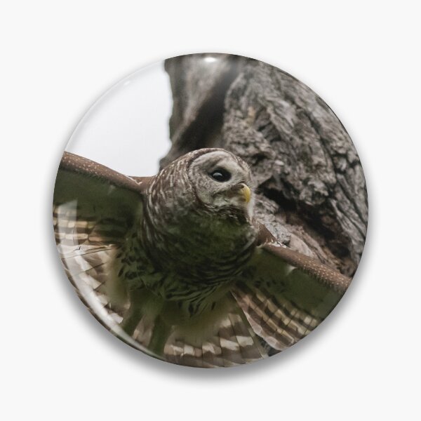 Item preview, Mama Barred Owl spreading its wings designed and sold by Puttaswamy Ravishankar.