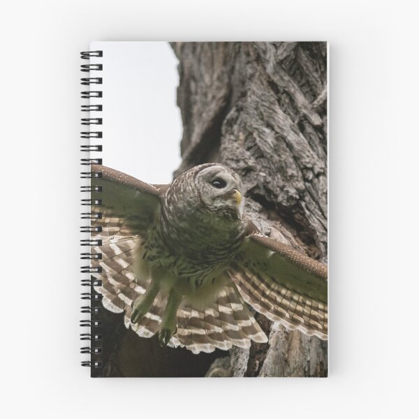 Item preview, Mama Barred Owl spreading its wings designed and sold by Puttaswamy Ravishankar.