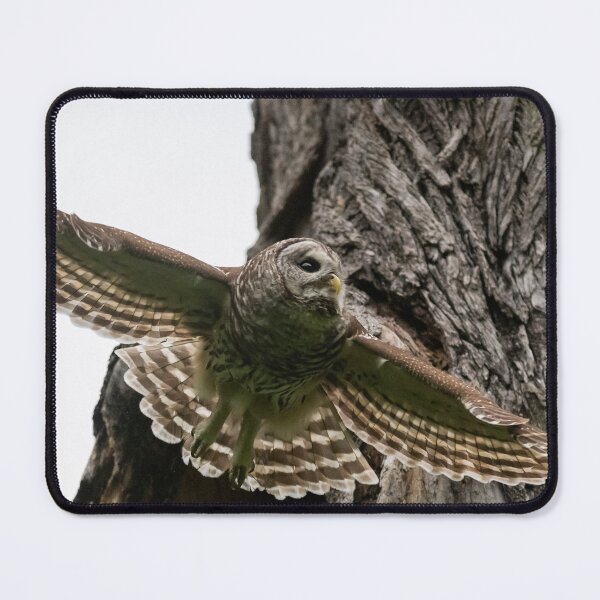 Item preview, Mama Barred Owl spreading its wings designed and sold by Puttaswamy Ravishankar.