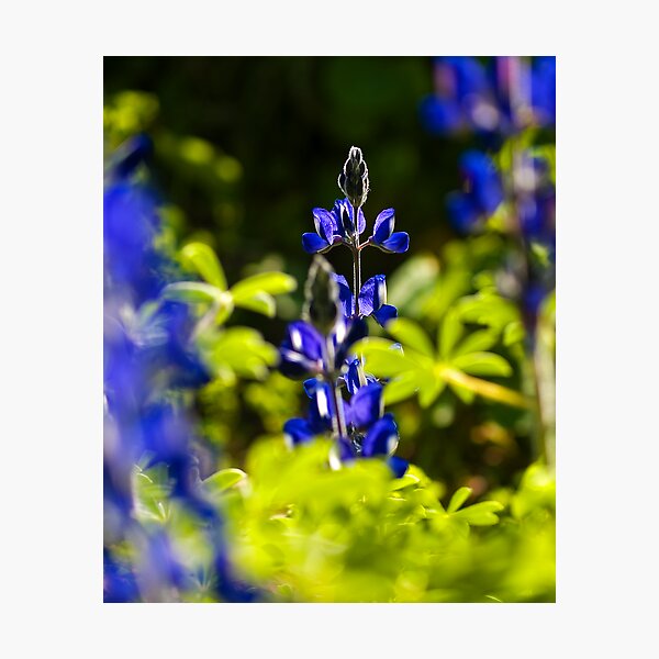 Artikelvorschau, Flower Floating in a Sea of Colour. entworfen und verkauft von David Platt-Chance.