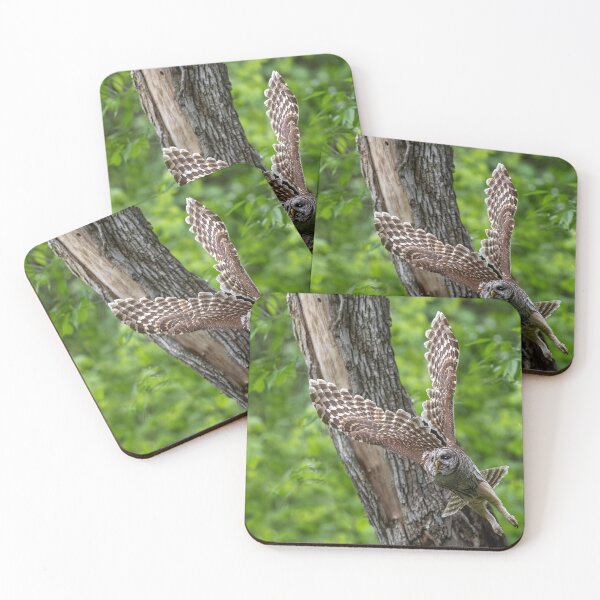Item preview, Mama Barred Owl Wing Pattern Display designed and sold by Puttaswamy Ravishankar.