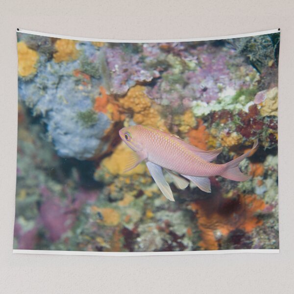 Artikelvorschau, Anthias Anthias entworfen und verkauft von David SINIGAGLIA.