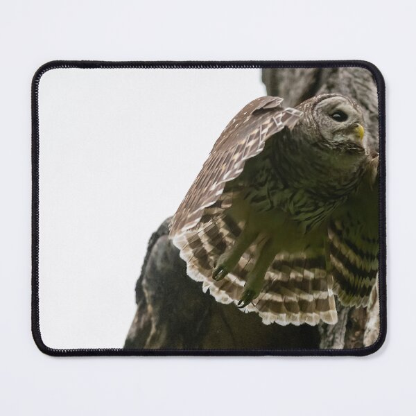Item preview, Mama Barred Owl Flying Out designed and sold by Puttaswamy Ravishankar.
