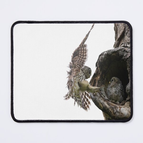 Item preview, Mama Barred Owl Approaching designed and sold by Puttaswamy Ravishankar.