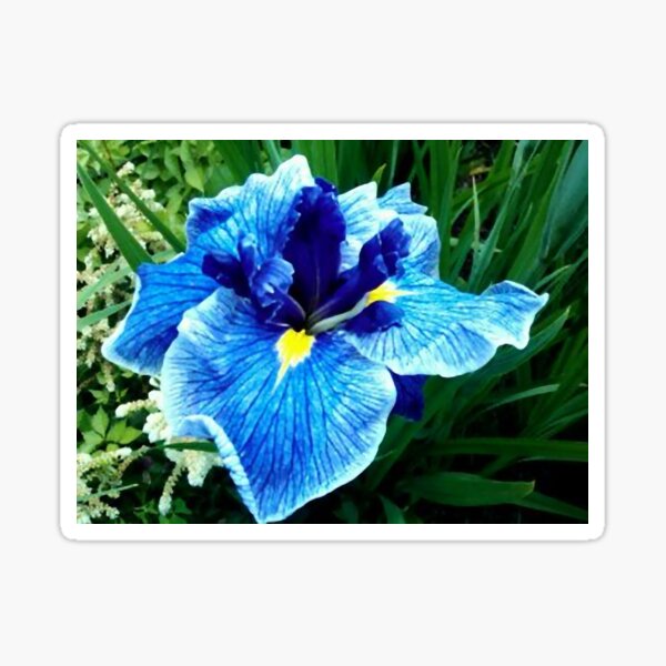 Item preview, THE JAPANESE IRIS FLOWER designed and sold by JoAnnHayden.