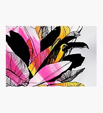 Pink Parrot Photographic Print