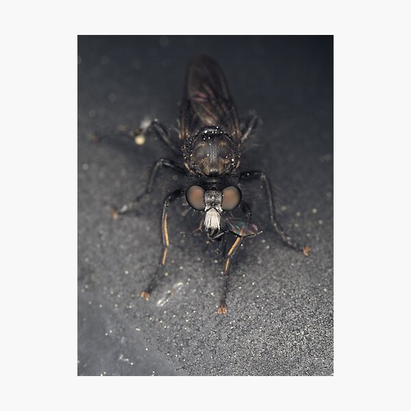 Item preview, Robber fly (Asilidae) with prey designed and sold by SDym Photography.