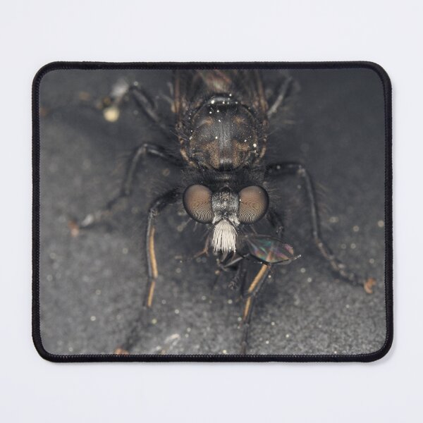 Item preview, Mosca ladrona (Asilidae) con presa designed and sold by SDym Photography.