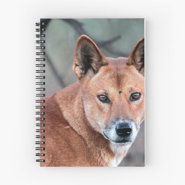 Aperçu de l'œuvre Dingo australien 1 créée et vendue par Seesee.