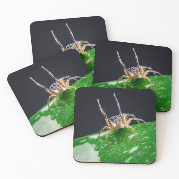 Item preview, A gorgeous metallic jumper (Siler semiglaucus) raising its arms from a Monstera Thai constellation! It's also know as colorful jumping spider and jade jumping spider  designed and sold by AvonPerception.