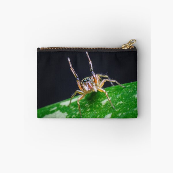 Item preview, A gorgeous metallic jumper (Siler semiglaucus) raising its arms from a Monstera Thai constellation! It's also know as colorful jumping spider and jade jumping spider  designed and sold by AvonPerception.