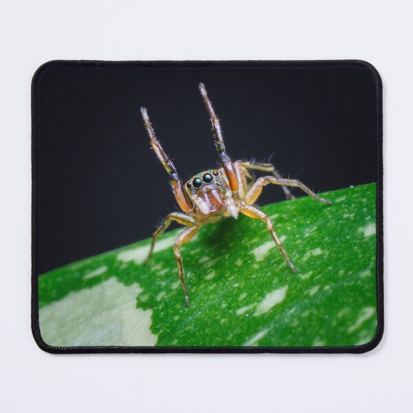 Item preview, A gorgeous metallic jumper (Siler semiglaucus) raising its arms from a Monstera Thai constellation! It's also know as colorful jumping spider and jade jumping spider  designed and sold by AvonPerception.