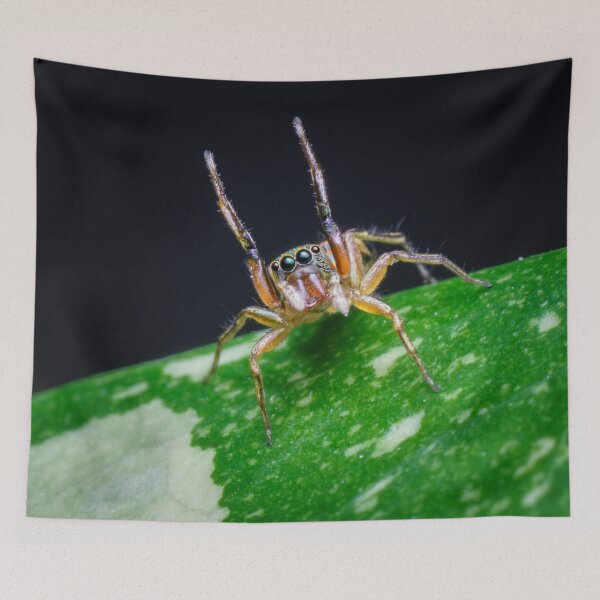 Item preview, A gorgeous metallic jumper (Siler semiglaucus) raising its arms from a Monstera Thai constellation! It's also know as colorful jumping spider and jade jumping spider  designed and sold by AvonPerception.