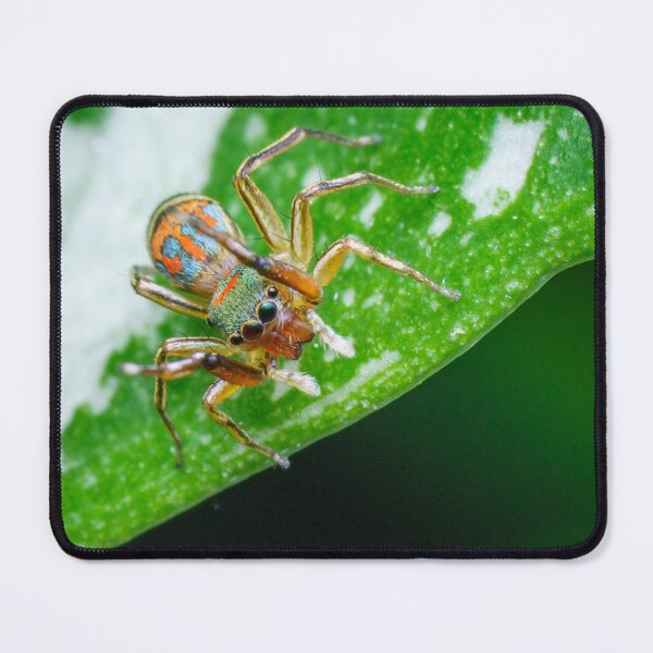 Item preview, gorgeous metallic jumper (Siler semiglaucus) looking down from a Monstera Thai constellation! It's also know as colorful jumping spider and jade jumping spider  designed and sold by AvonPerception.