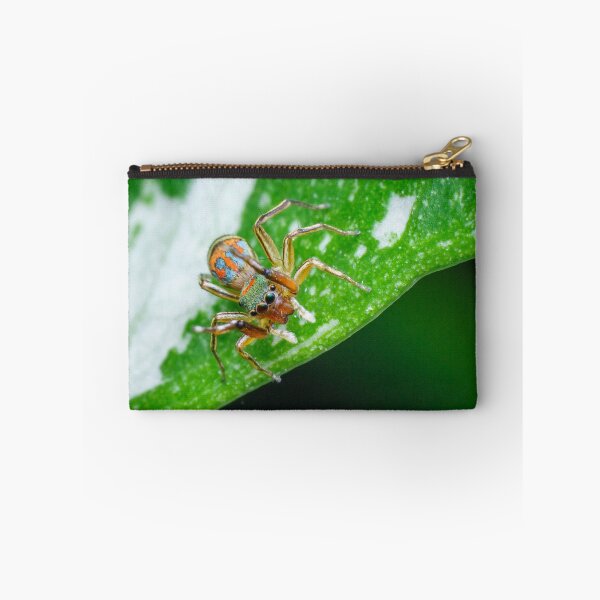 Item preview, gorgeous metallic jumper (Siler semiglaucus) looking down from a Monstera Thai constellation! It's also know as colorful jumping spider and jade jumping spider  designed and sold by AvonPerception.