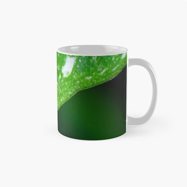 Item preview, gorgeous metallic jumper (Siler semiglaucus) looking down from a Monstera Thai constellation! It's also know as colorful jumping spider and jade jumping spider  designed and sold by AvonPerception.
