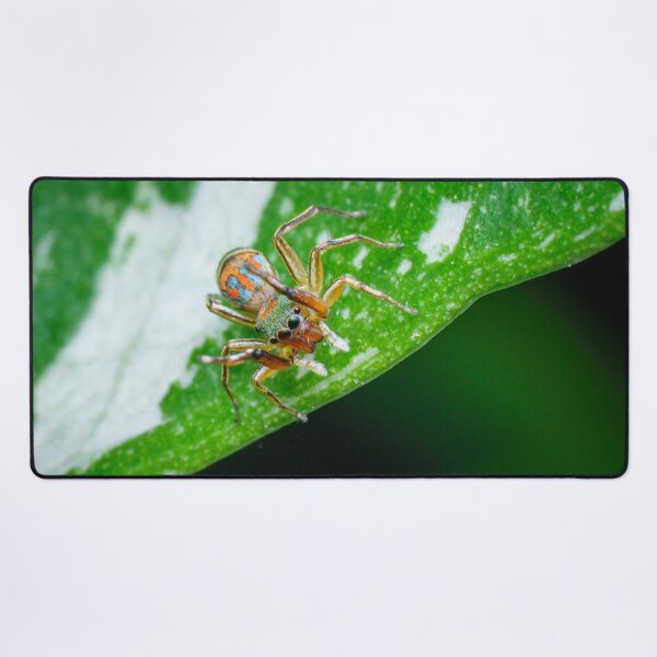 Item preview, gorgeous metallic jumper (Siler semiglaucus) looking down from a Monstera Thai constellation! It's also know as colorful jumping spider and jade jumping spider  designed and sold by AvonPerception.
