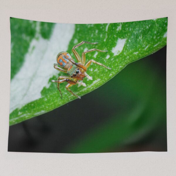 Item preview, gorgeous metallic jumper (Siler semiglaucus) looking down from a Monstera Thai constellation! It's also know as colorful jumping spider and jade jumping spider  designed and sold by AvonPerception.