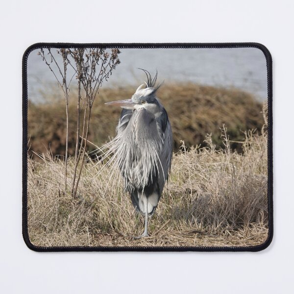 Item preview, Great blue heron designed and sold by SDym Photography.