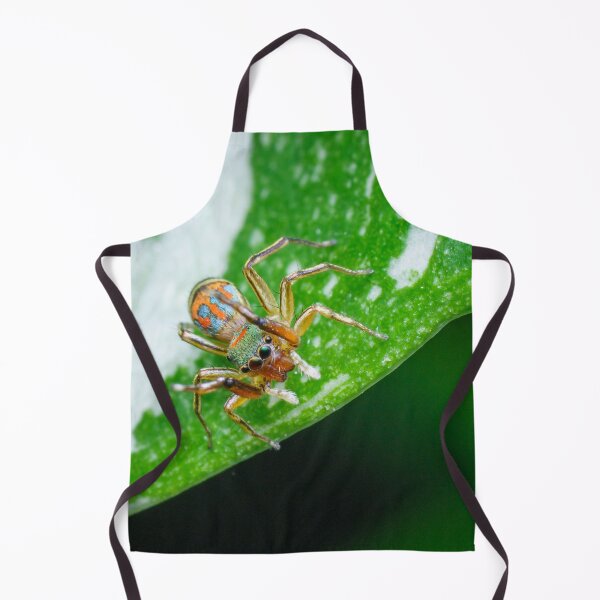 Item preview, gorgeous metallic jumper (Siler semiglaucus) looking down from a Monstera Thai constellation! It's also know as colorful jumping spider and jade jumping spider designed and sold by AvonPerception.