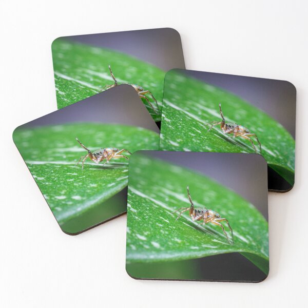 Item preview, A gorgeous metallic jumper (Siler semiglaucus) saying hi from a Monstera Thai constellation! It's also know as colorful jumping spider and jade jumping spider  designed and sold by AvonPerception.