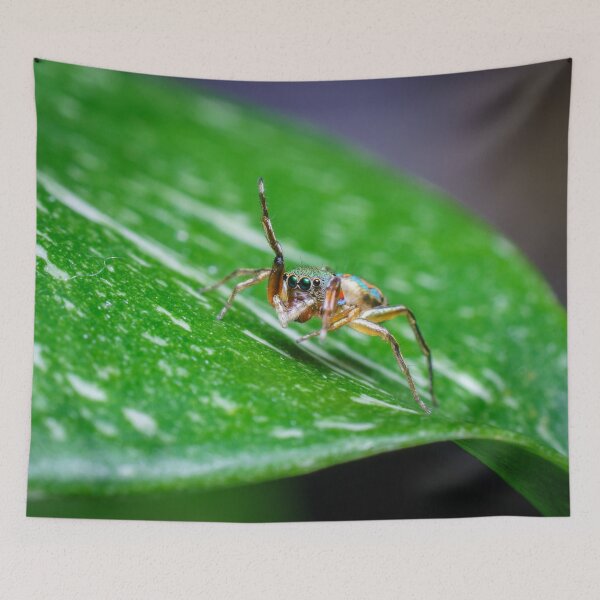 Item preview, A gorgeous metallic jumper (Siler semiglaucus) saying hi from a Monstera Thai constellation! It's also know as colorful jumping spider and jade jumping spider  designed and sold by AvonPerception.