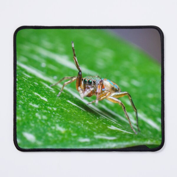 Item preview, A gorgeous metallic jumper (Siler semiglaucus) saying hi from a Monstera Thai constellation! It's also know as colorful jumping spider and jade jumping spider  designed and sold by AvonPerception.