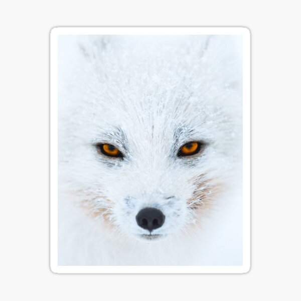 “Arctic Fox” Sticker for Sale by TaylorsGallery | Redbubble