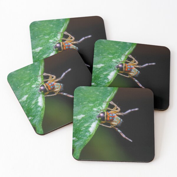 Item preview, A gorgeous metallic jumper (Siler semiglaucus) showing its colourful abdomen from a Monstera Thai constellation!! It's also know as colorful jumping spider and jade jumping spider  designed and sold by AvonPerception.
