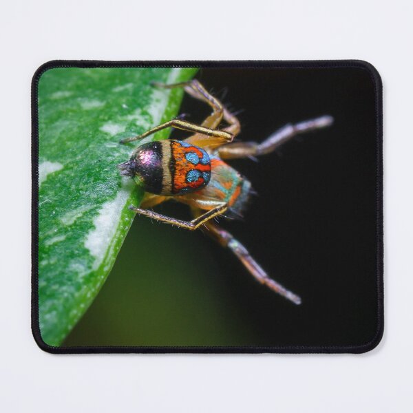 Item preview, A gorgeous metallic jumper (Siler semiglaucus) showing its colourful abdomen from a Monstera Thai constellation!! It's also know as colorful jumping spider and jade jumping spider  designed and sold by AvonPerception.