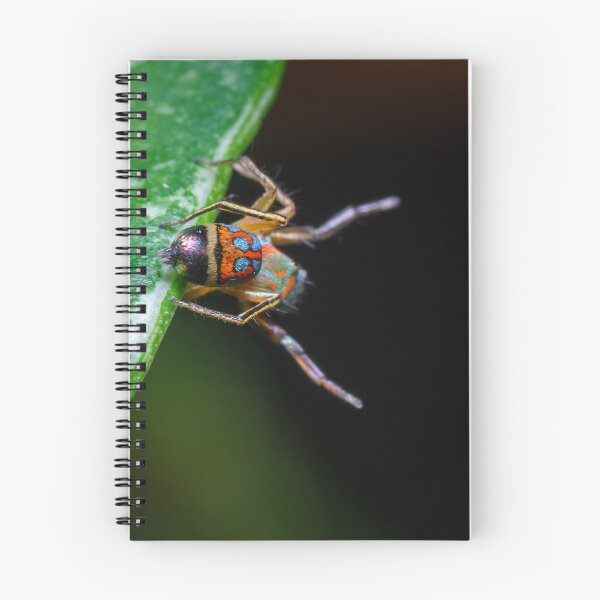Item preview, A gorgeous metallic jumper (Siler semiglaucus) showing its colourful abdomen from a Monstera Thai constellation!! It's also know as colorful jumping spider and jade jumping spider  designed and sold by AvonPerception.