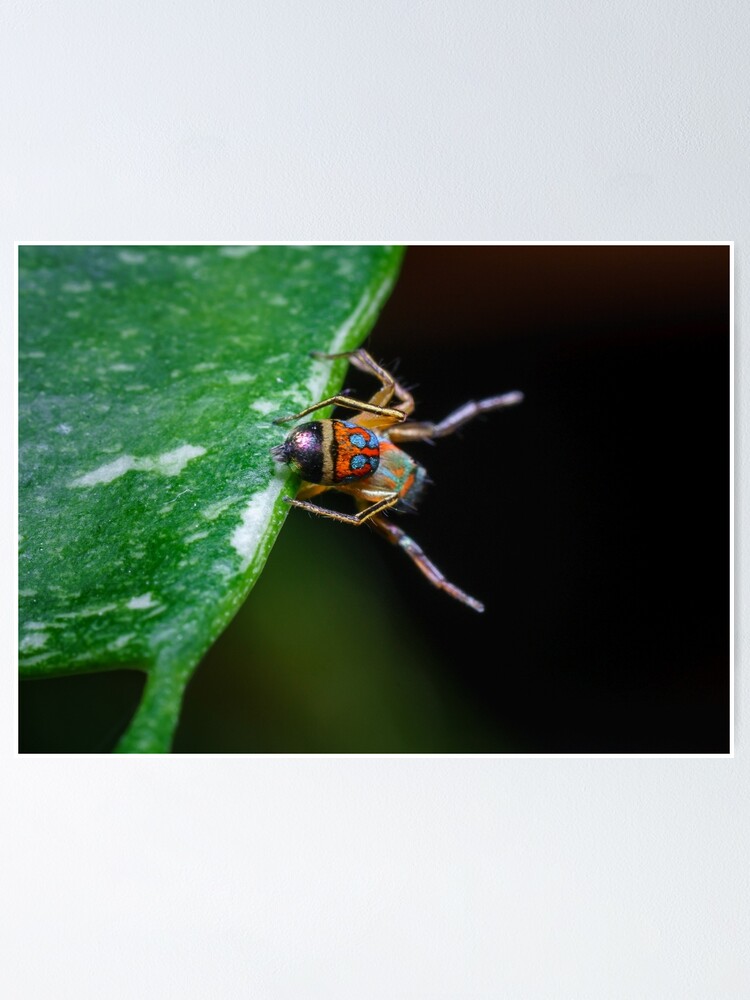 "A metallic jumper (Siler semiglaucus) showing its colourful