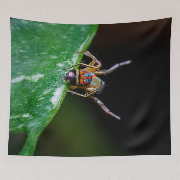 Item preview, A gorgeous metallic jumper (Siler semiglaucus) showing its colourful abdomen from a Monstera Thai constellation!! It's also know as colorful jumping spider and jade jumping spider  designed and sold by AvonPerception.