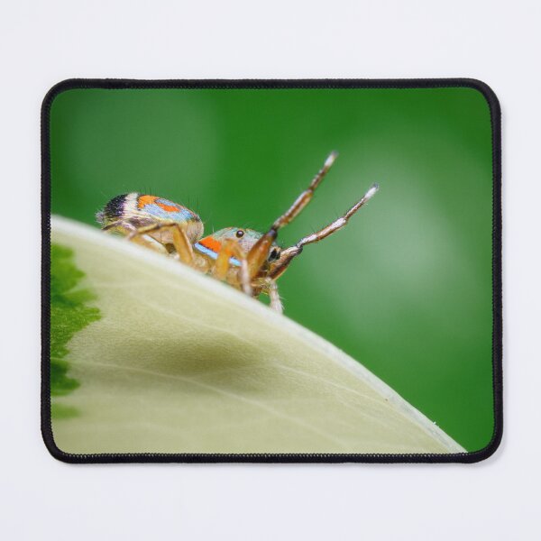 Item preview, A side view of the gorgeous metallic jumper (Siler semiglaucus) from a Monstera Thai constellation!! It's also know as colorful jumping spider and jade jumping spider designed and sold by AvonPerception.