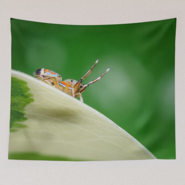 Item preview, A side view of the gorgeous metallic jumper (Siler semiglaucus) from a Monstera Thai constellation!! It's also know as colorful jumping spider and jade jumping spider  designed and sold by AvonPerception.