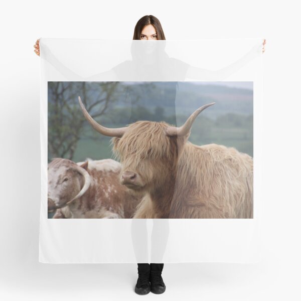 Portrait of Highland cattle Scarf
